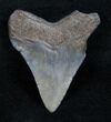 Megalodon Tooth - Georgia River Find #10988-1